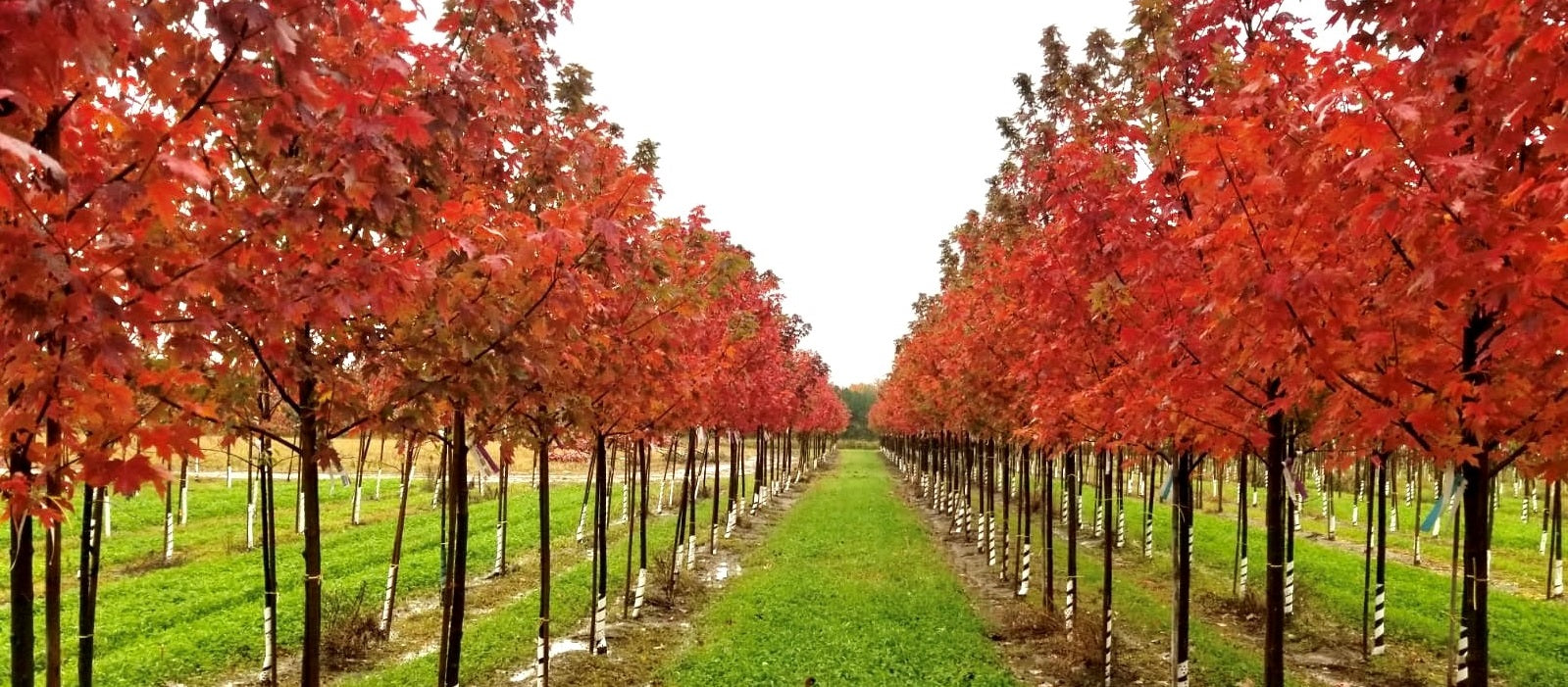 Érable de Freeman: lequel choisir?