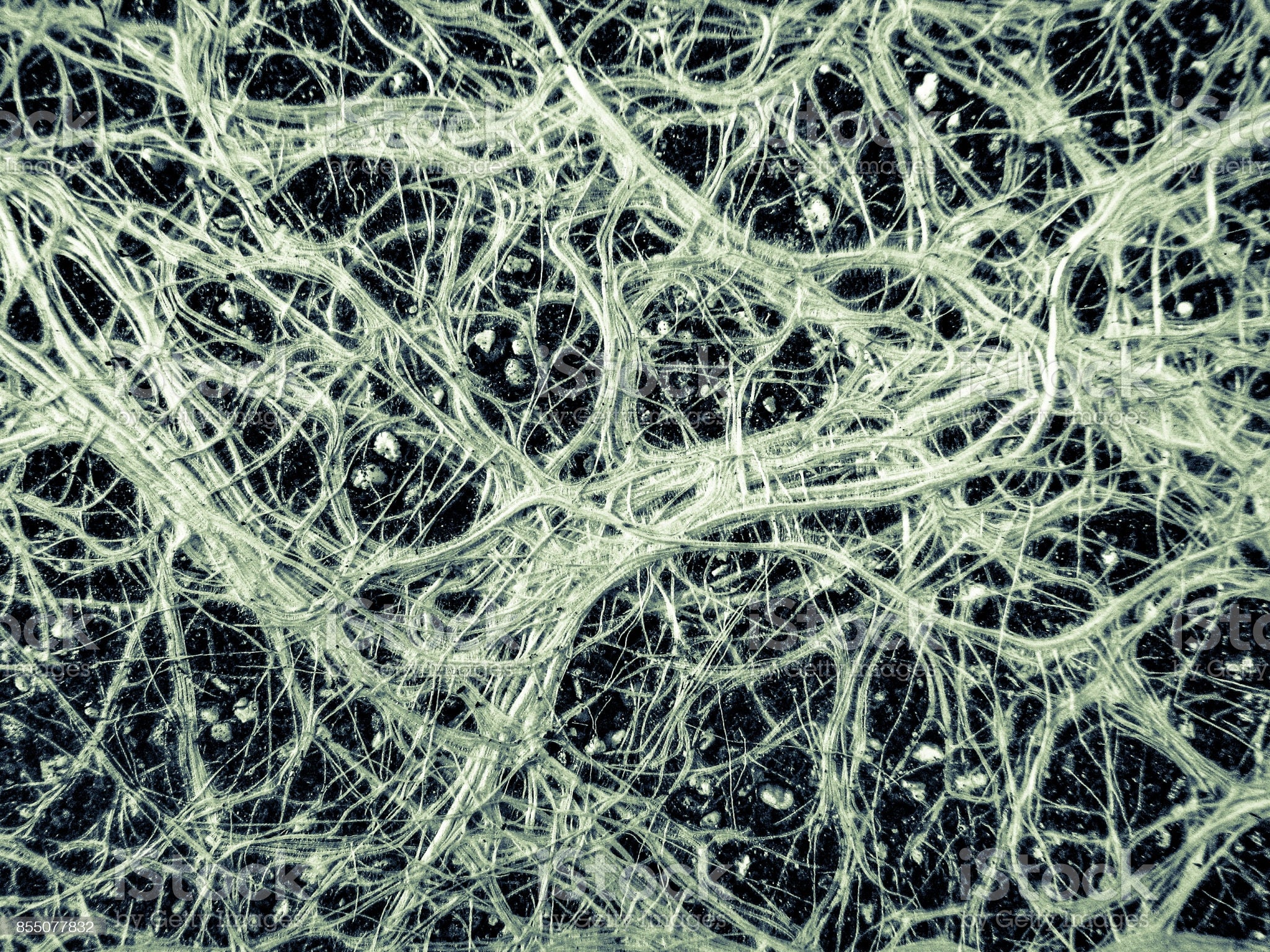 Les mycorhizes au jardin