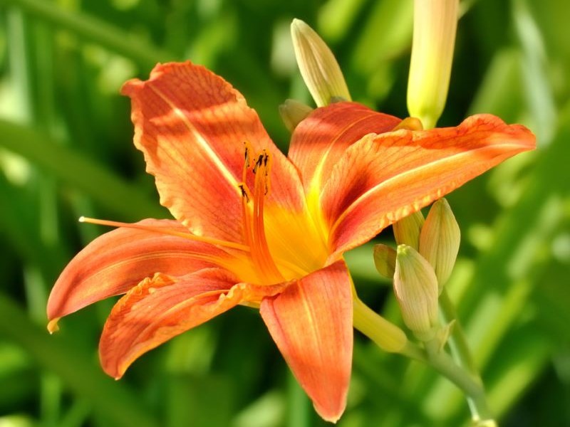 Plantes vivaces