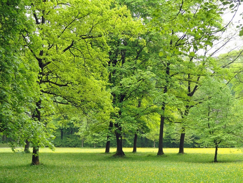 Arbres