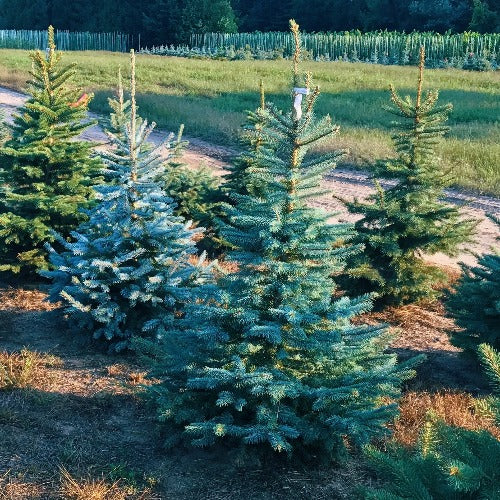 Picea pungens 'Baby Blue Eyes' (Épinette bleue ‘Baby Blue Eyes’)