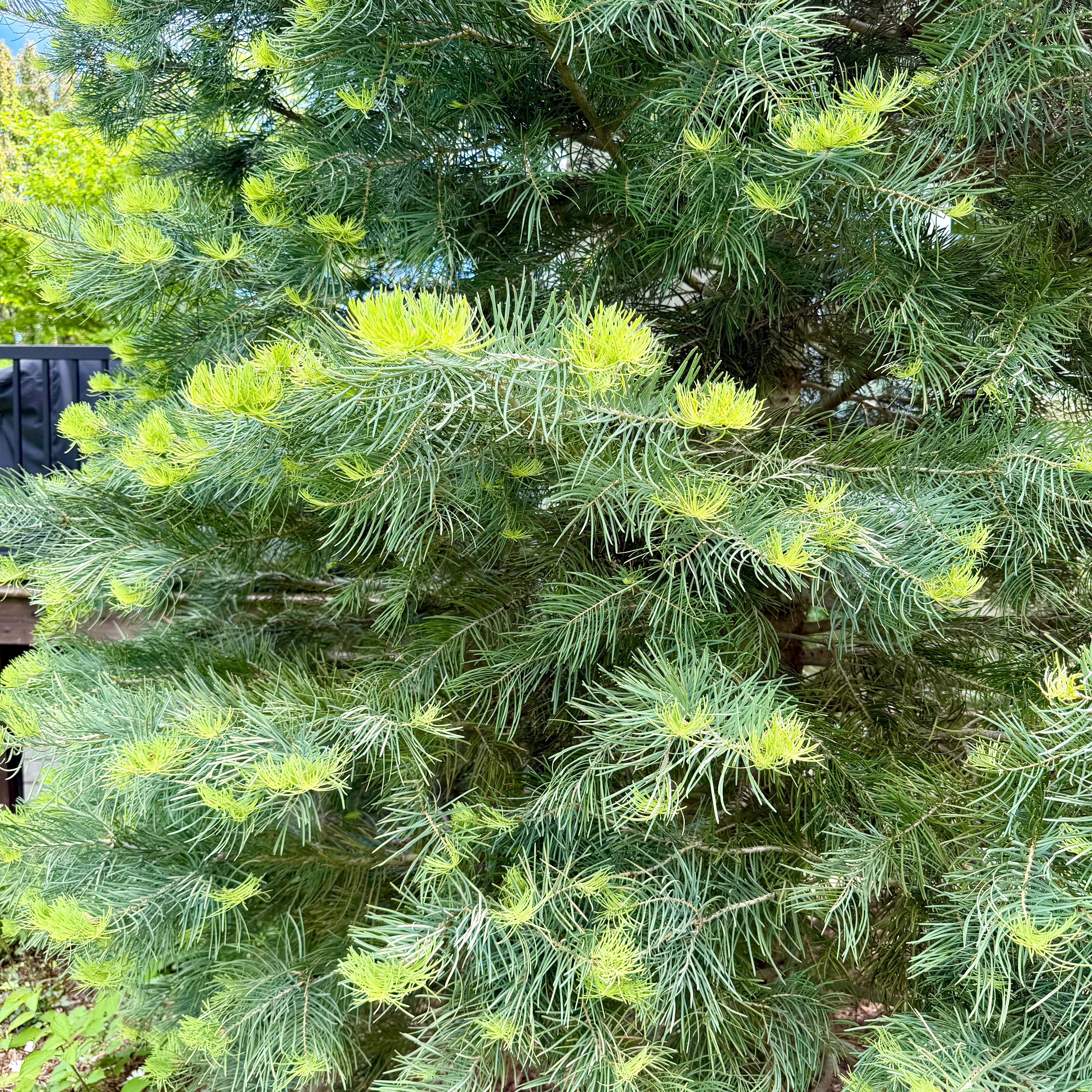 Abies concolor (Sapin du Colorado, sapin argenté)
