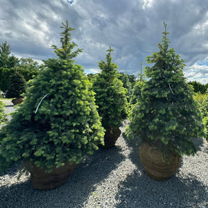 Abies concolor - Sapin du Colorado - Sapin argenté - White colorado Fir