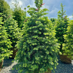 Abies concolor - Sapin du Colorado - Sapin argenté - White colorado Fir