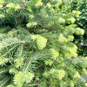 Aiguilles abies concolor - Sapin du Colorado - Sapin argenté - White colorado Fir