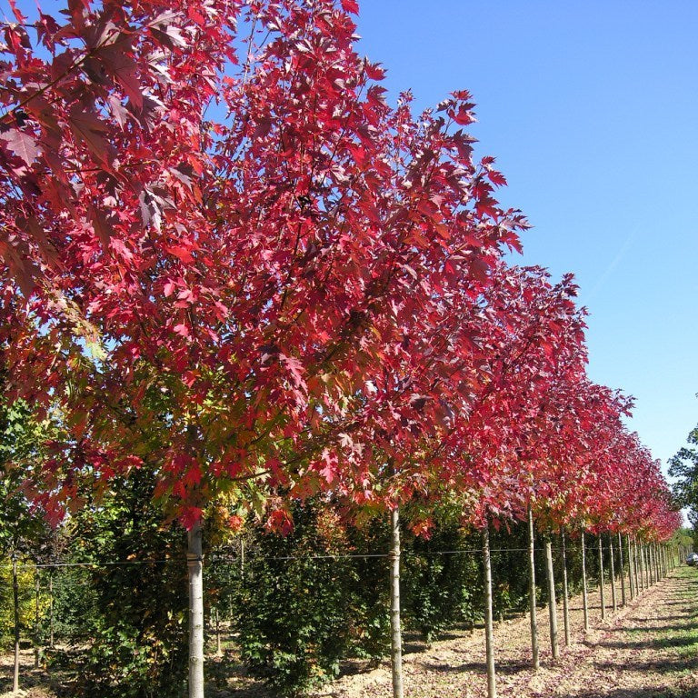 @Guillot_Bourne Érable Celebration Quebec Canada