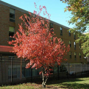 Érable de l’Amur – Petit érable rustique pour terrain urbain | Québec