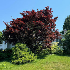 Erable japonais Bloodgood Quebec Canada