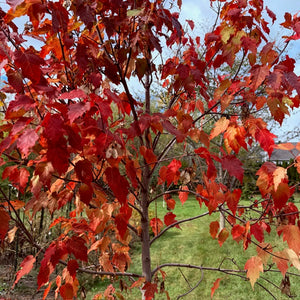 Feuilles rouges Hot Wings | Québec
