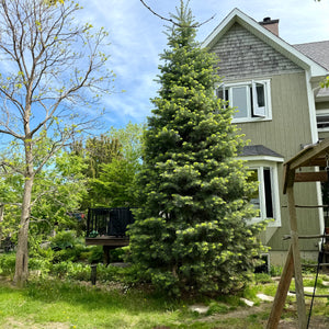 Sapin argenté Québec Rive-Sud Montréal