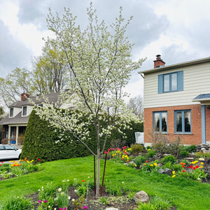 amelanchier canadensis planté Québec
