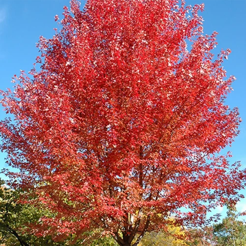 Érable de Freeman ‘Autumn Blaze’ (Acer freemanii 'Autumn Blaze)