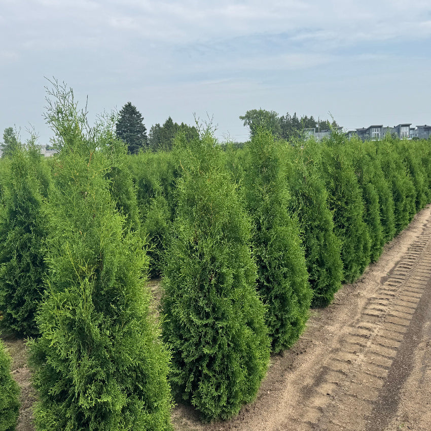 Cèdre blanc ‘Brandon’ (Thuja occidentalis ‘Brandon’)