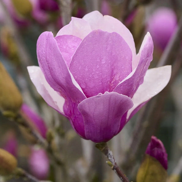 Magnolia 'alexandrina' (Magnolia ‘Alexandrina’)