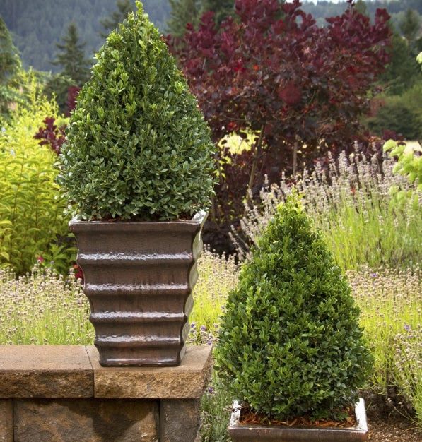 Buxus 'Green Mountain' (Buis ‘Green Mountain’)