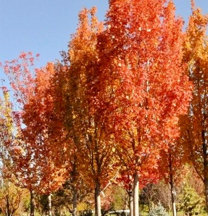 Érable rouge ‘Armstrong (Acer rubrum 'Armstrong')