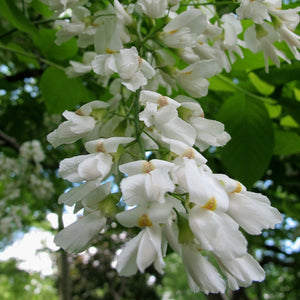 @plants.ces.ncsu.edu