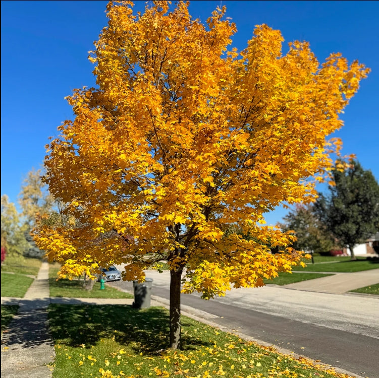 Érable de Norvège ‘Emerald Lustre’ (Acer platanoides 'Emerald Lustre')