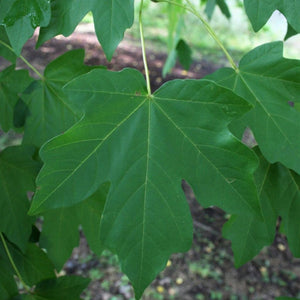 Feuille Erable State treet Morton eaf @The Morton Arboreum