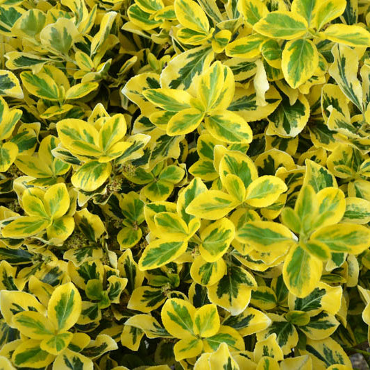 Euonymus fortunei 'Emerald 'n' Gold' (Fusain de Fortune 'Emerald'n Gold')