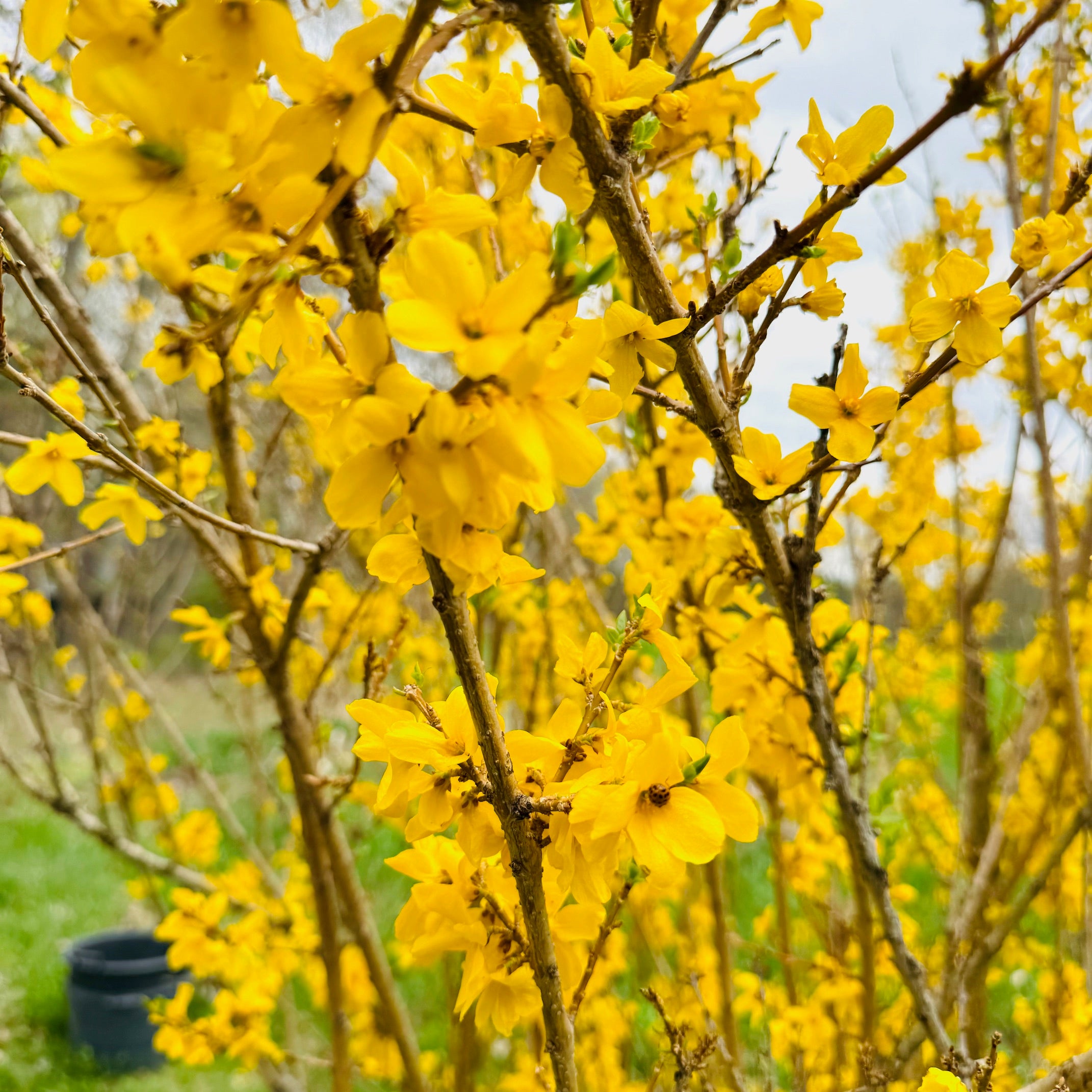 Forsythia 'Northern Gold' (Forsythia ‘Northern Gold’)