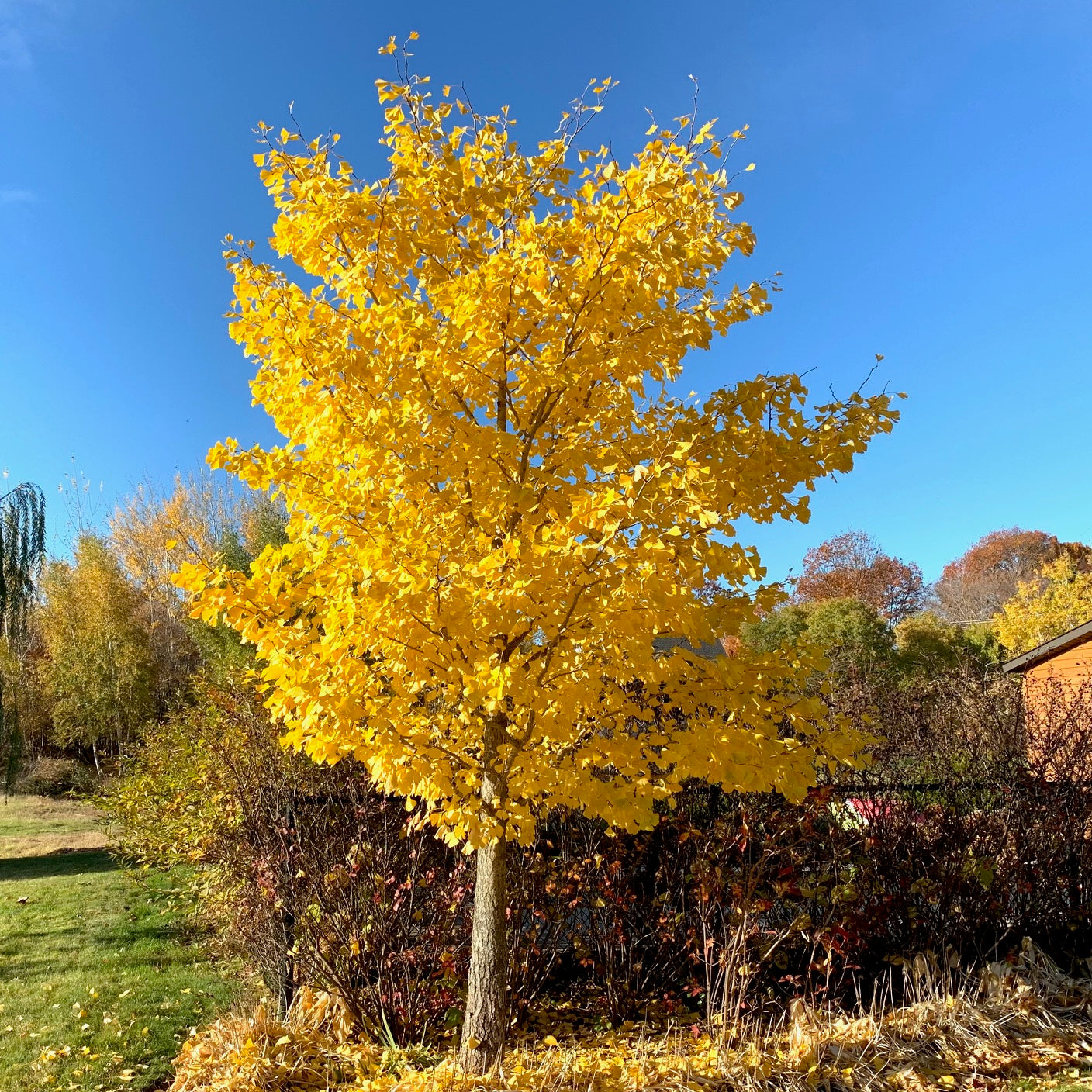 Ginkgo biloba (Ginkgo bilobé)