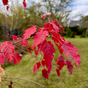 Feuilles rouges Hot Wings | Québec