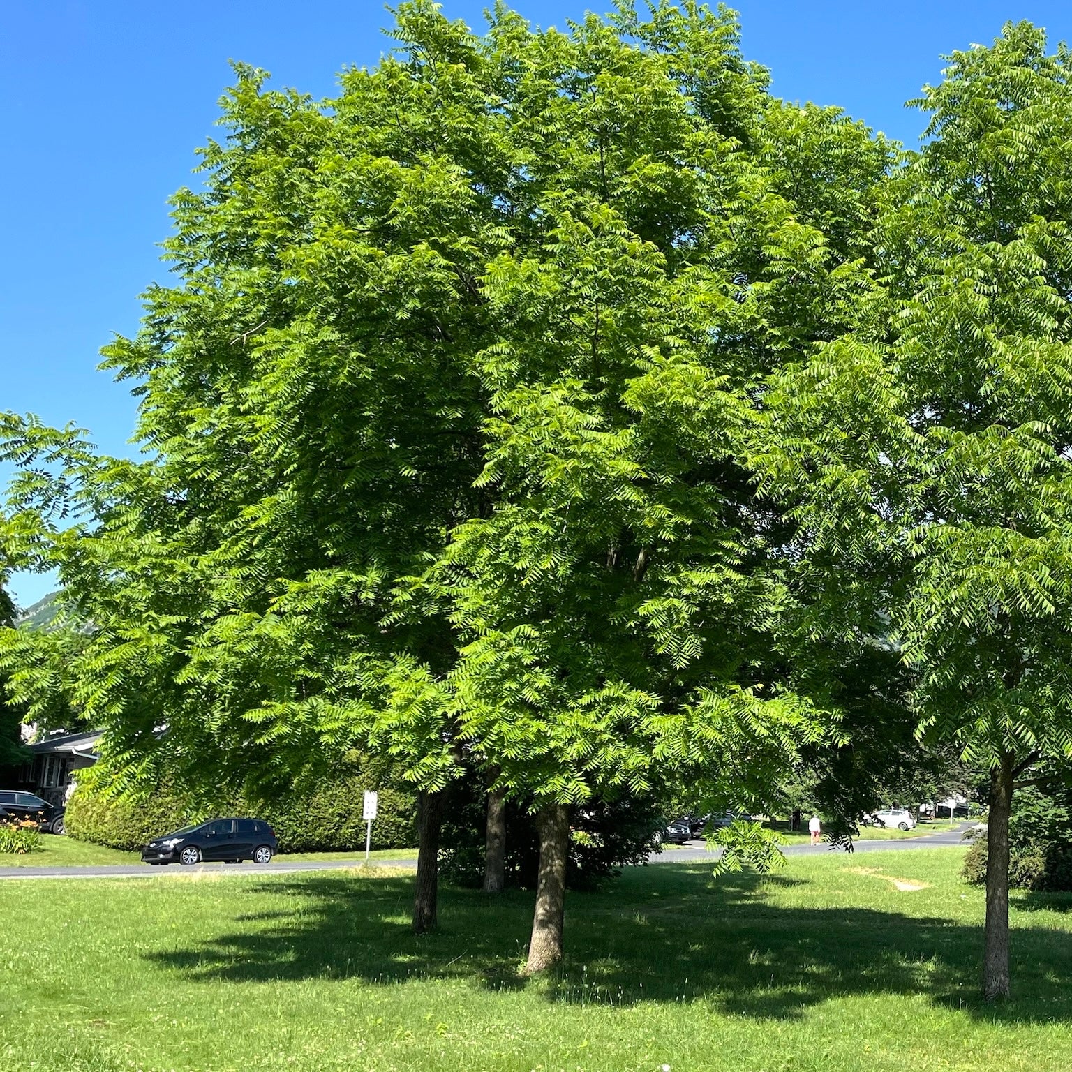 Juglans nigra (Noyer noir)