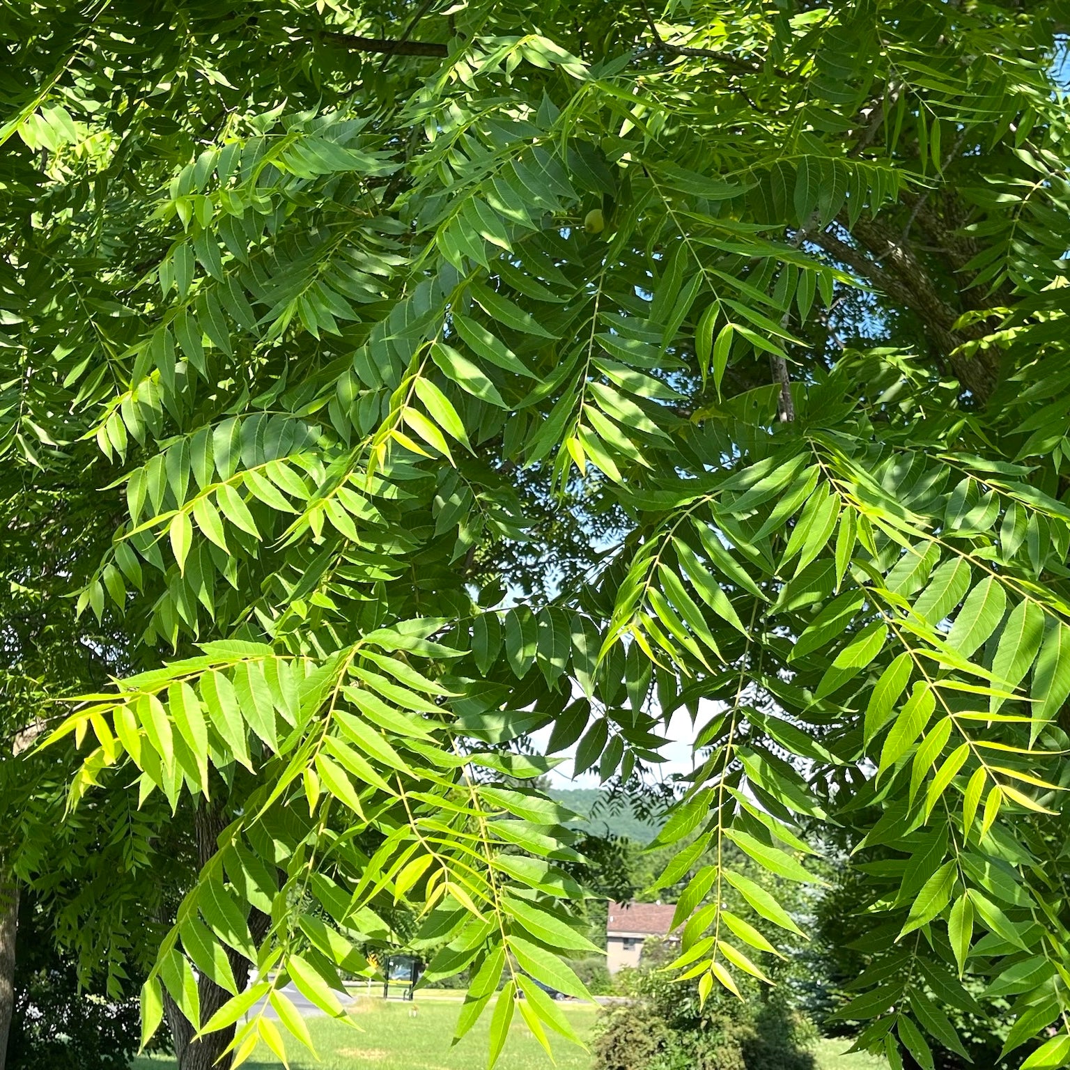 Juglans nigra (Noyer noir)