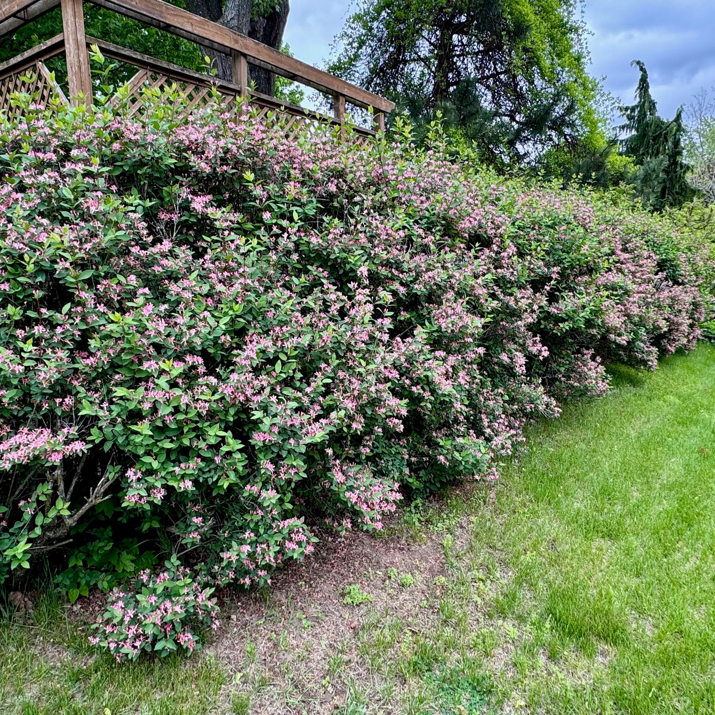Lonicera 'Honeyrose' (Chèvrefeuille ‘Honeyrose’)