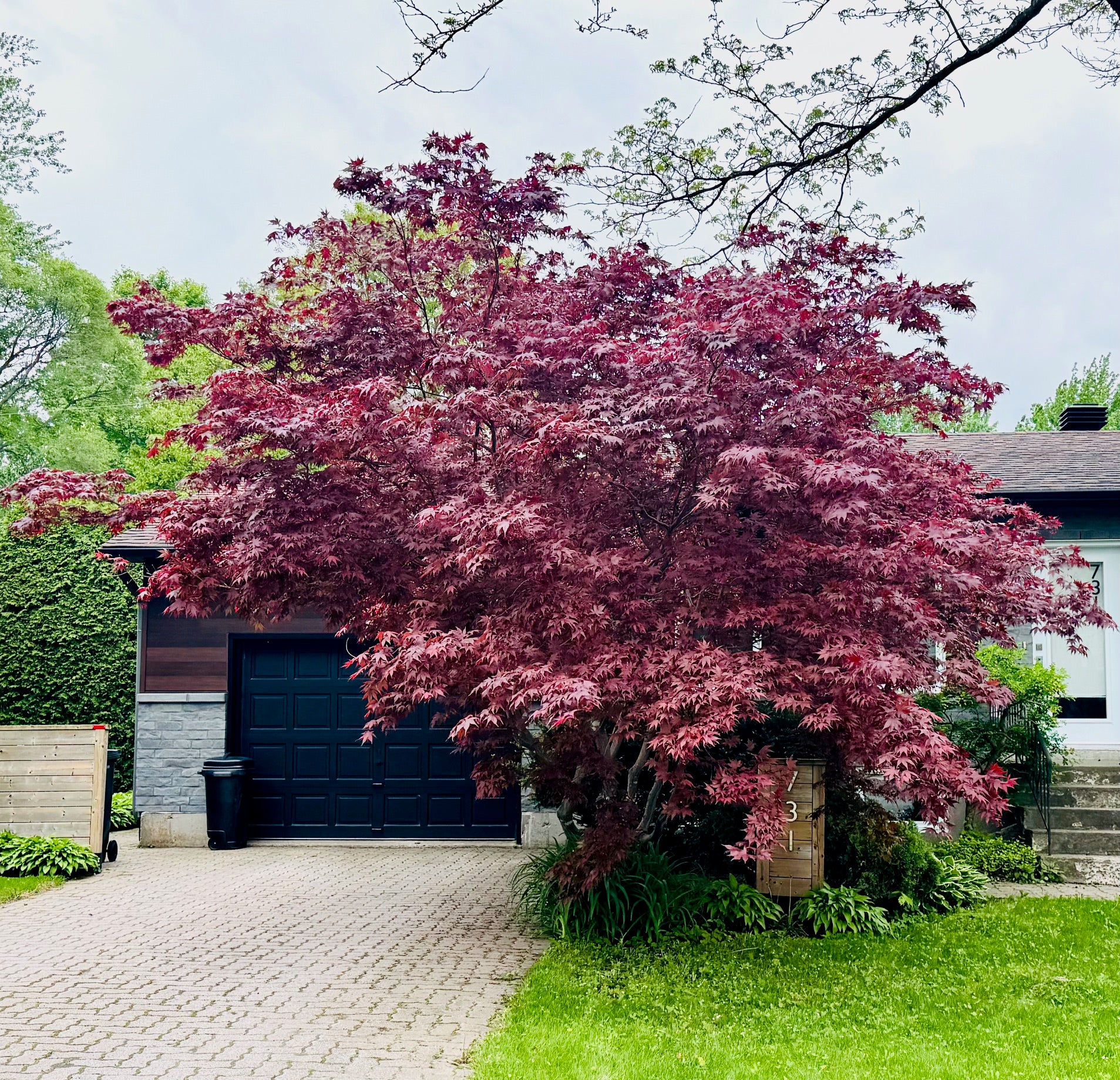 Acer Palmatum Bloodgood - Érable Du Japon Palmé Arbuste En Pot - Feuillage Pourpre Magnifique