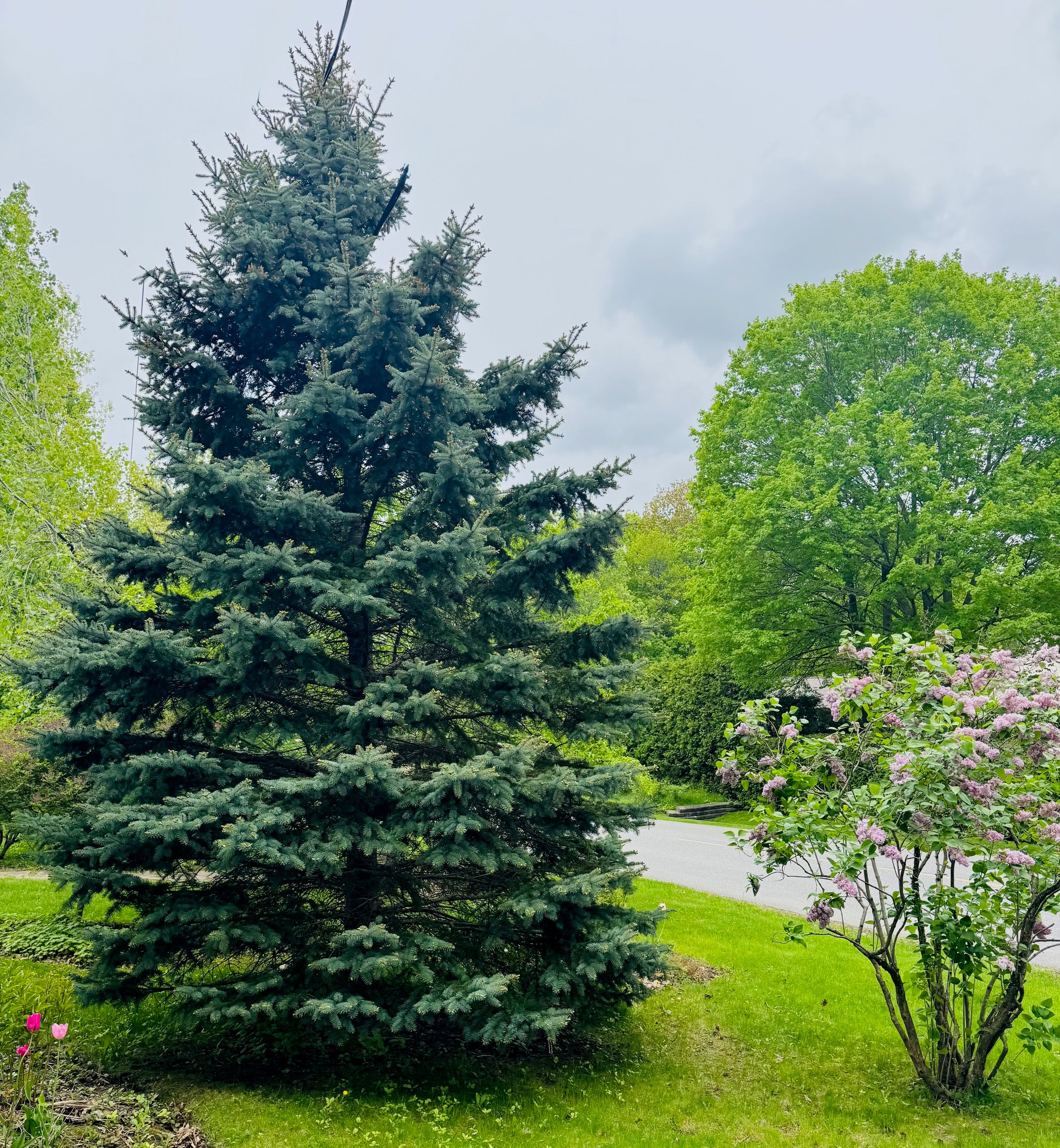 Picea pungens 'Baby Blue Eyes' (Épinette bleue ‘Baby Blue Eyes’)
