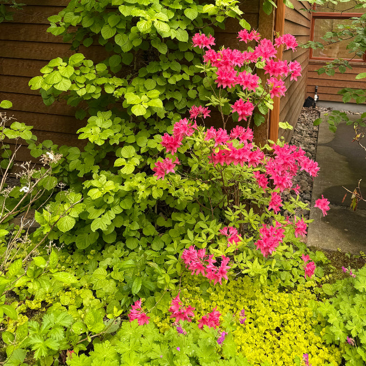 Azalea 'Rosy Light' (Azalée ‘Rosy Lights’)