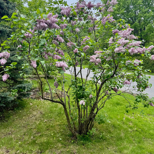Syringa Katherine Havemeyer Québec