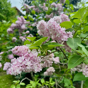 Syringa Katherine Havemeyer Québec