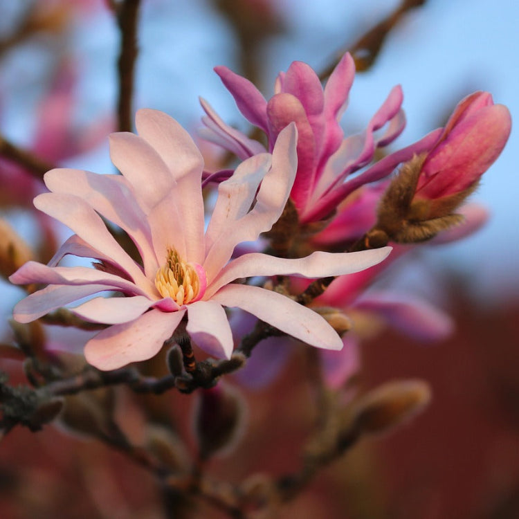Magnolia 'Leonard Messel' (Magnolia x loebneri ‘Leonard Messel’)