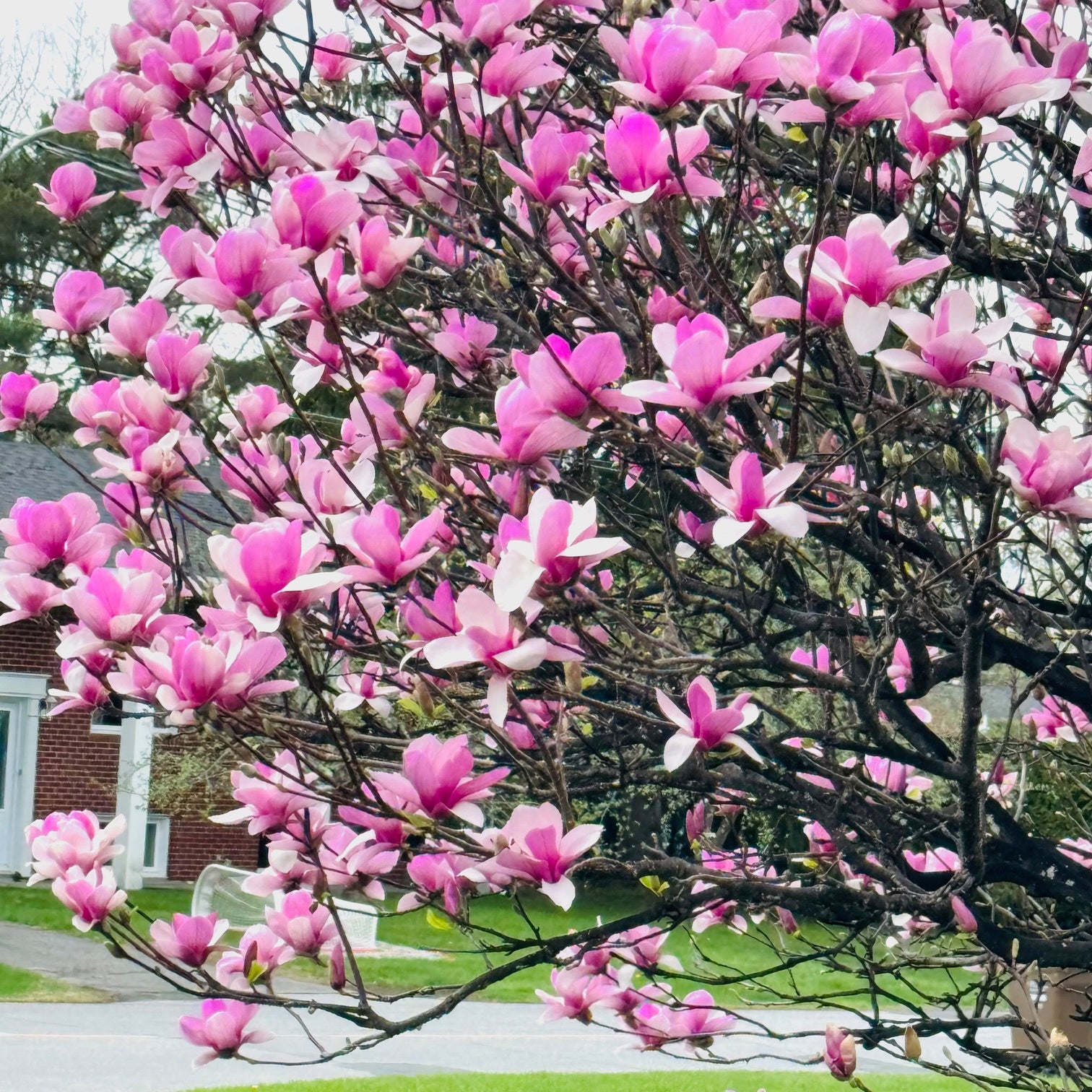 Magnolia 'Susan' (Magnolia ‘Susan’)