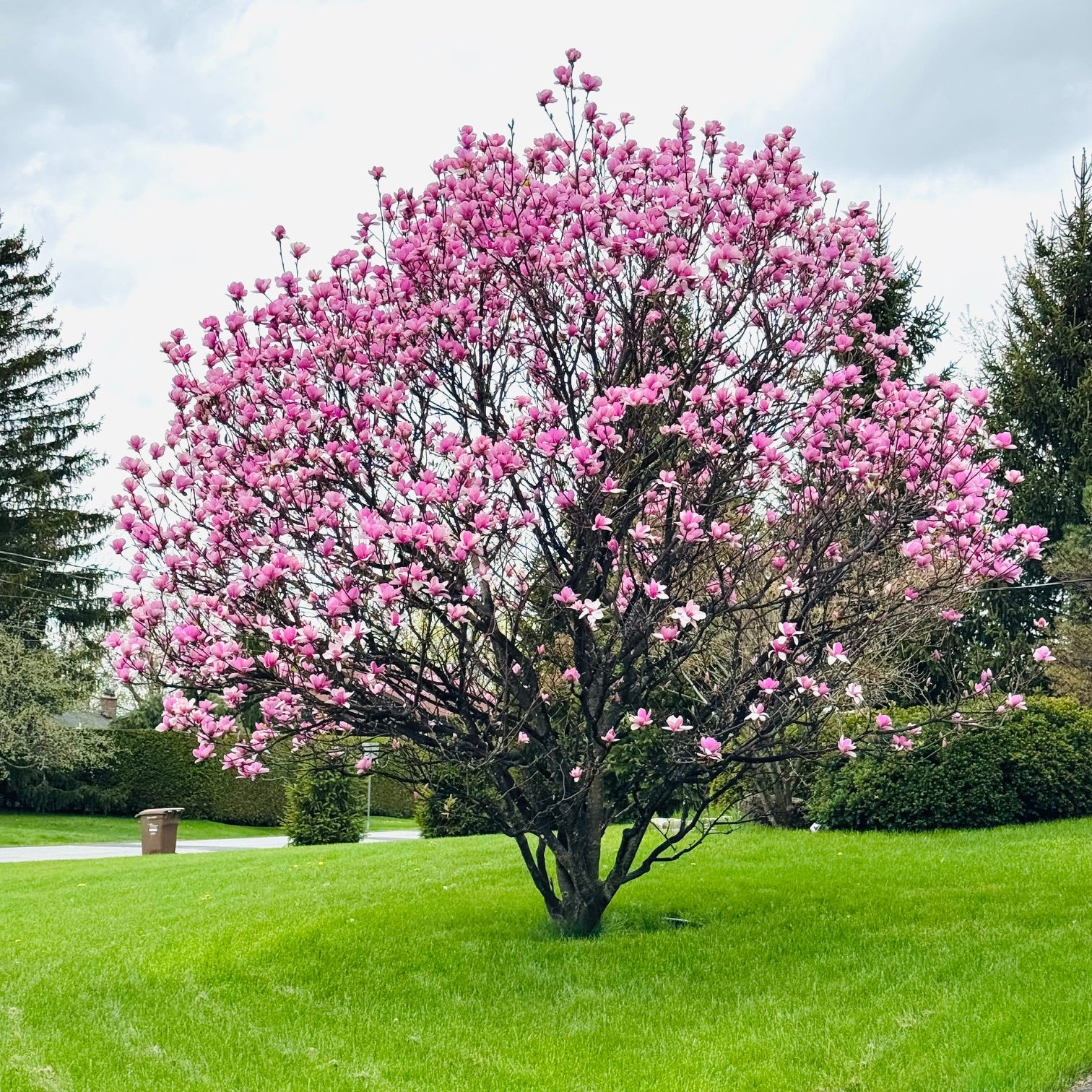 Magnolia 'Susan' (Magnolia ‘Susan’)