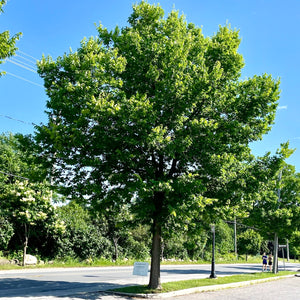 Micocoulier occidental - celtis occidenalis - Northern Hackberry - arbre de rue