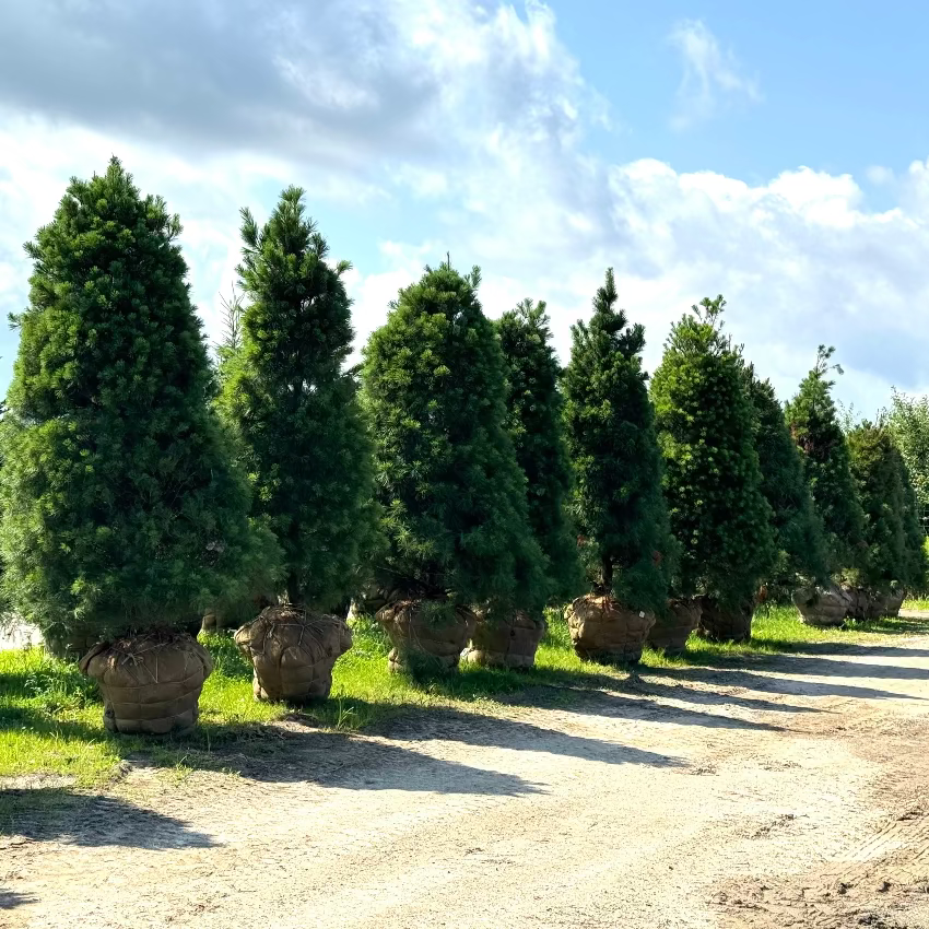 Pinus strobus (Pin blanc)
