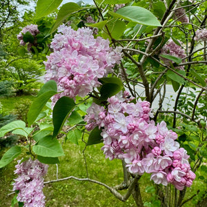 Syringa Katherine Havemeyer Québec