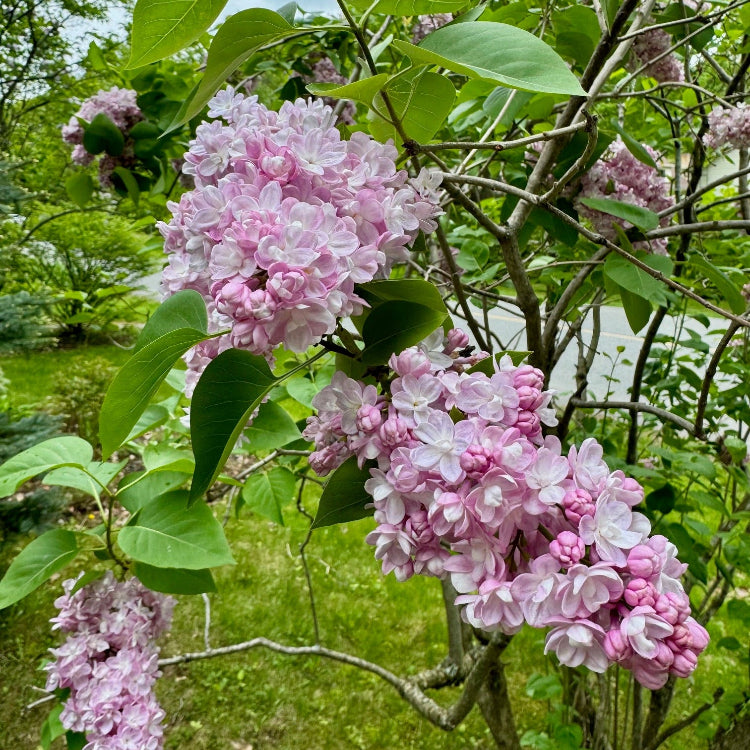 Syringa Katherine Havemeyer Québec