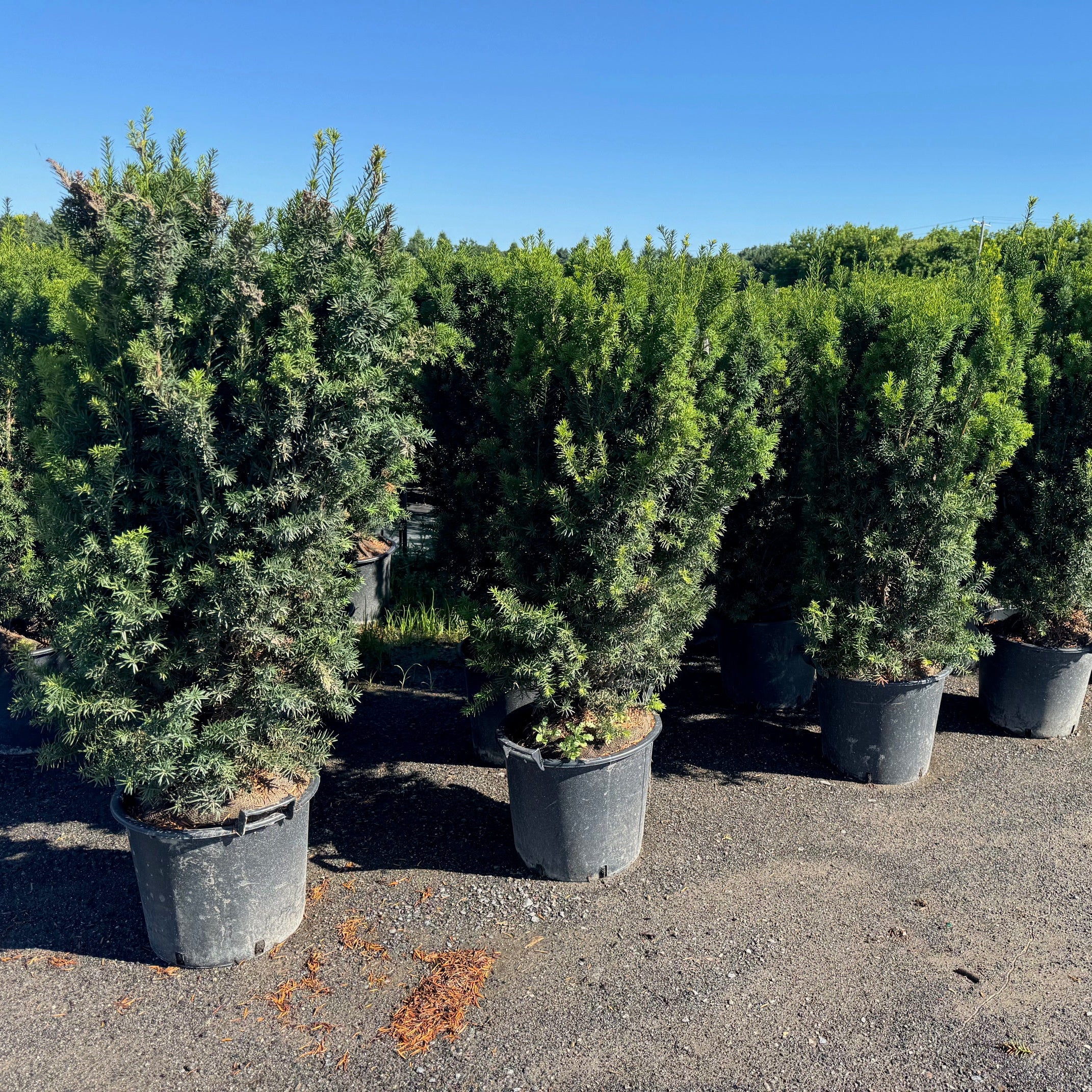 If hybride ‘Hicksii’ (Taxus x media 'Hicksii')