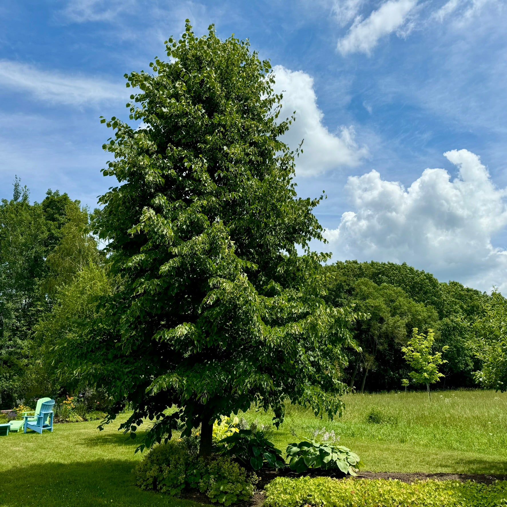Tilleul à petites feuilles 'Glenleven' (Tilia cordata 'Glenleven')