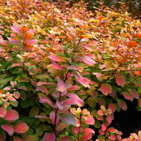 Spiraea betulifolia 'Tor’ (Spirées à feuilles de bouleau ´Tor’)
