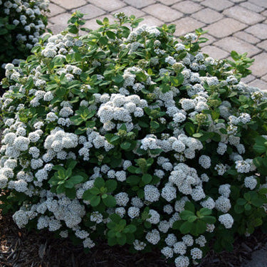 Spiraea betulifolia 'Tor’ (Spirées à feuilles de bouleau ´Tor’)