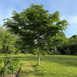 Orme Accolade feuillage été Québec