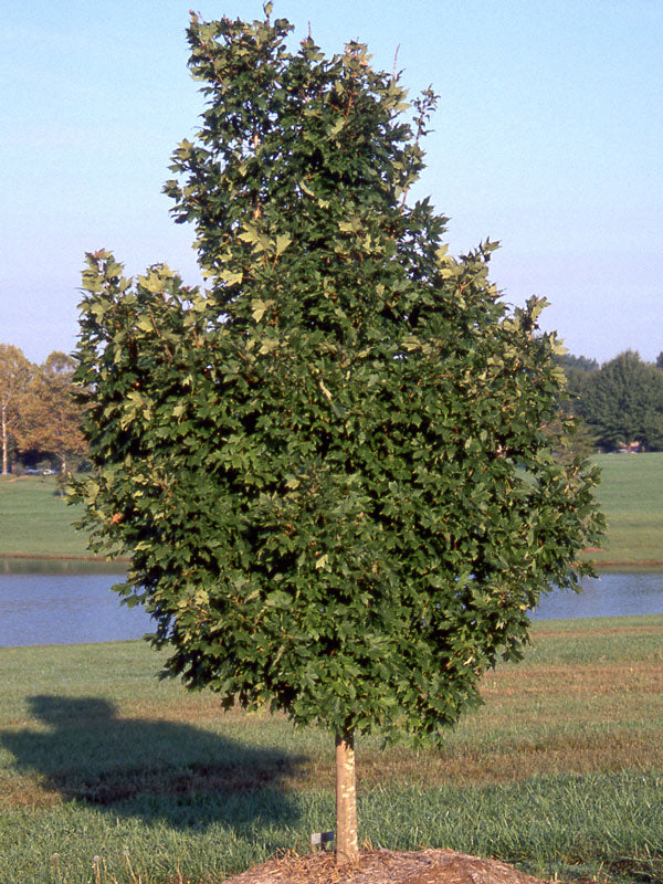 Érable à sucre ‘Legacy’ (Acer saccharum 'Legacy')