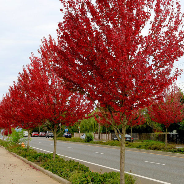 Érable rouge ‘Redpointe’ (Acer rubrum 'Redpointe')