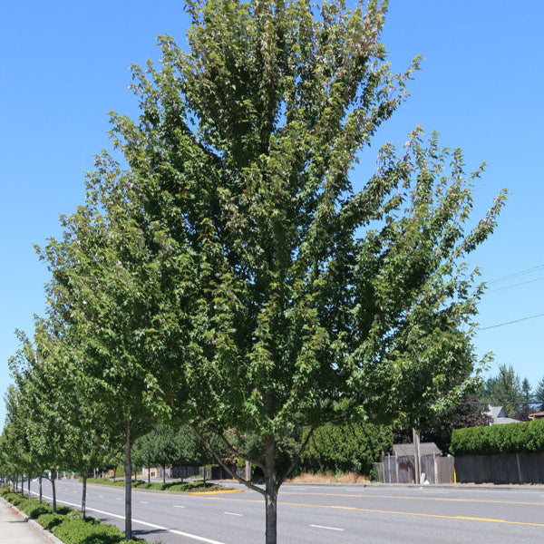Érable rouge ‘Redpointe’ (Acer rubrum 'Redpointe')